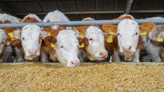 Rindviehstall: Fleckvieh-Bullen fressen Maissilage