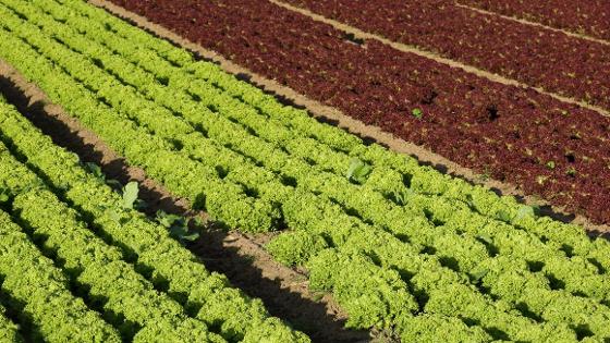 Zwei verschiedene Salatsorten in einigen Reihen auf dem Feld