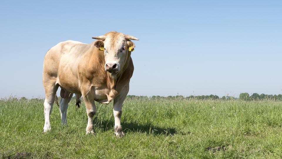 Bullen auf der Weide