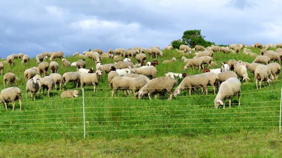 Schafe und Ziegen auf der Weide