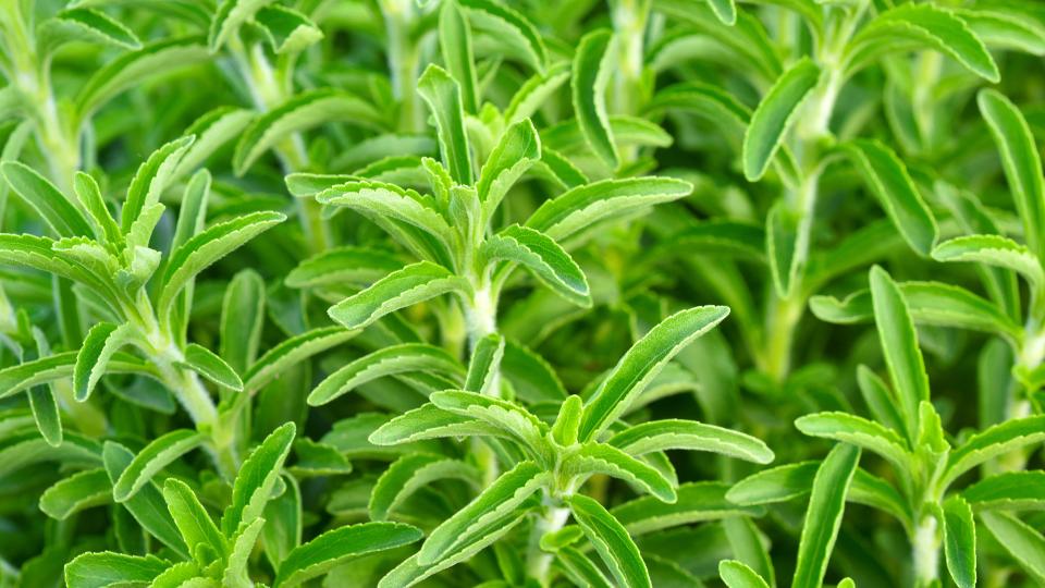 Stevia-Pflanze