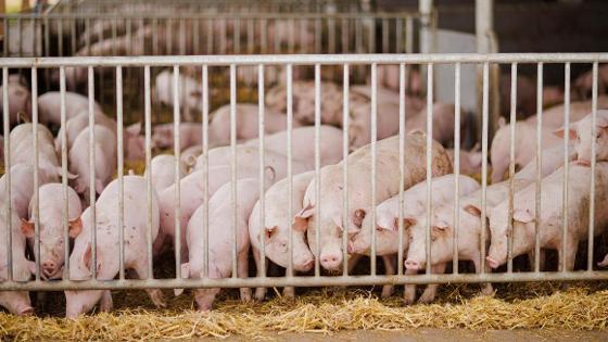 Schweine in einem Stall