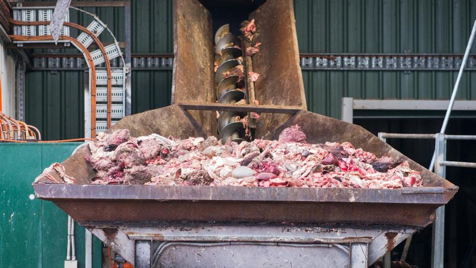 Tierische Nebenprodukte von einem Schlachthof