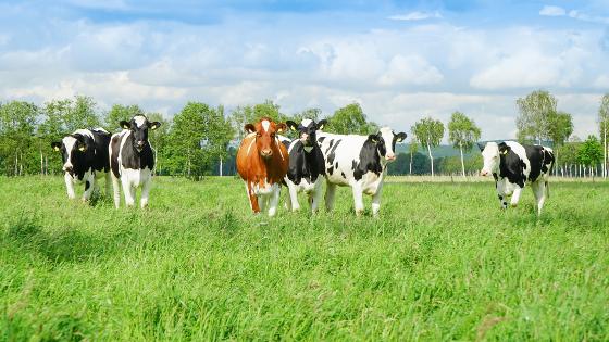 6 Rinder auf der Weide