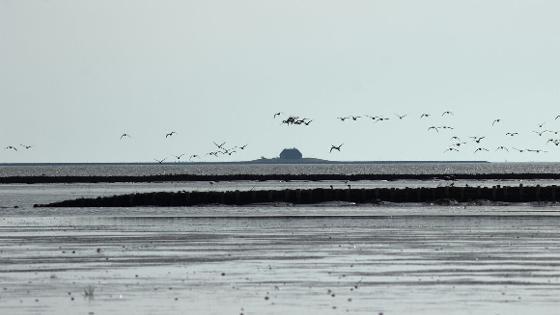 Vögel fliegen am Abend über das Wattenmeer vor einer Hallig