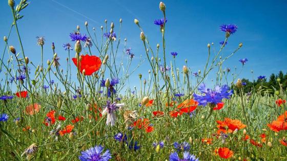 Grünland mit Mohn und Kornblumen