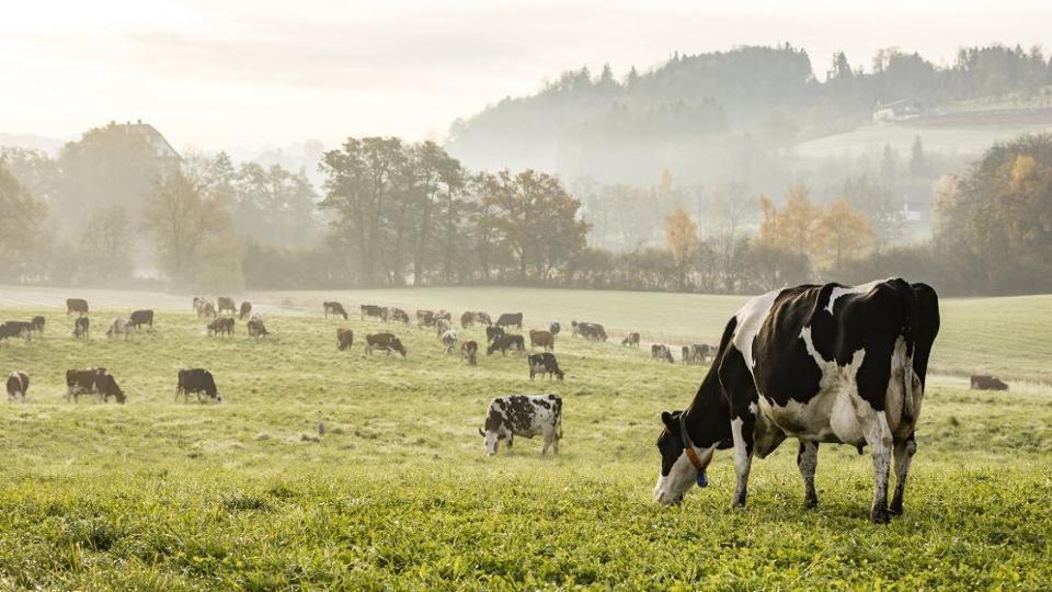 Kühe auf einer Weide