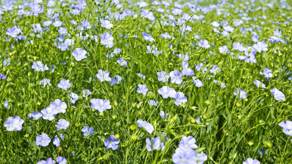 Flachs blüht auf einer Wiese