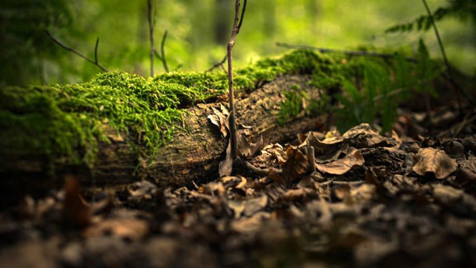 Auf dem Waldboden liegt Totholz mit Moos und trockenes Laub