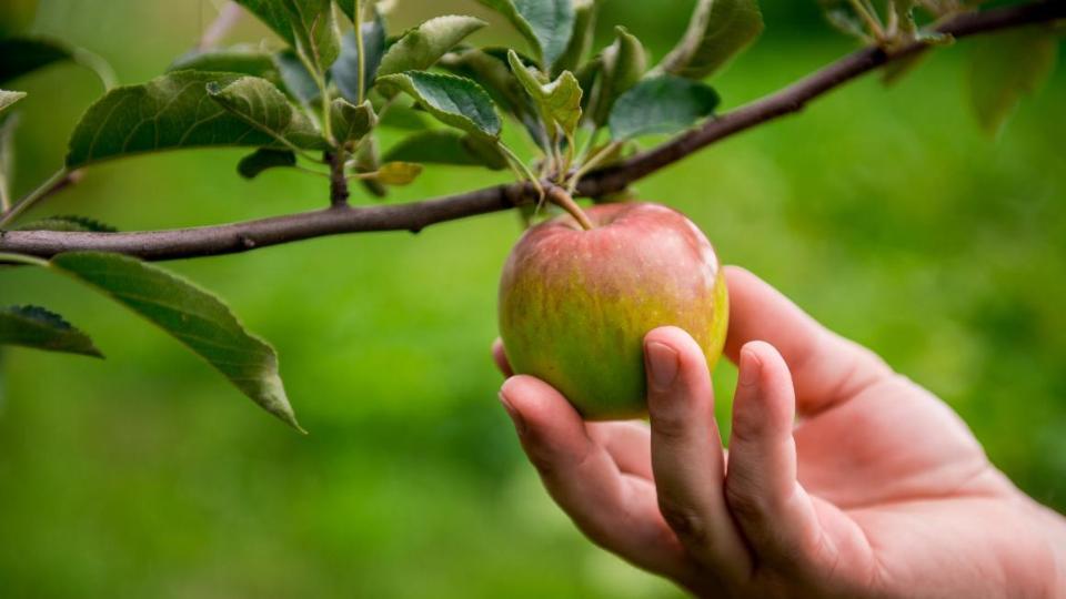 Hand greift nach Apfel am Ast