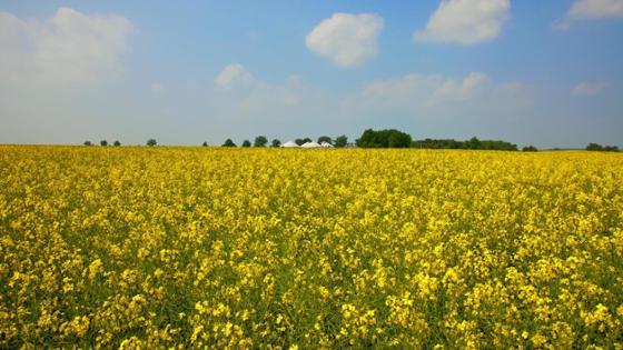 Blühendes Rapsfeld vor blauem Himmel