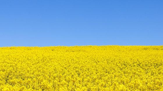 Raps in Blüte und blauer Himmel