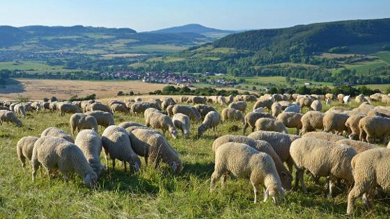 Schafherde auf einer Wiese, im Hintergrund Hügel und Berge