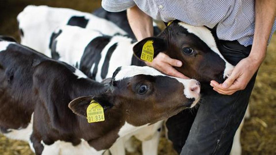 Ein Landwirt hält ein Kalb fest, zu sehen sind zwei Kälber und die Hände des Landwirtes.