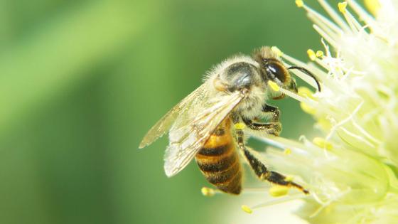 Biene auf Blume