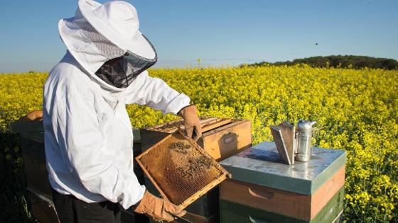 Ein Imker hält eine Honigwabe aus einem Bienenhaus im Rapsfeld stehend