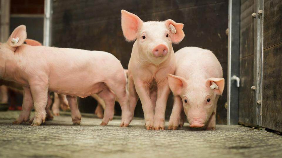  Ferkel stehen im Stall