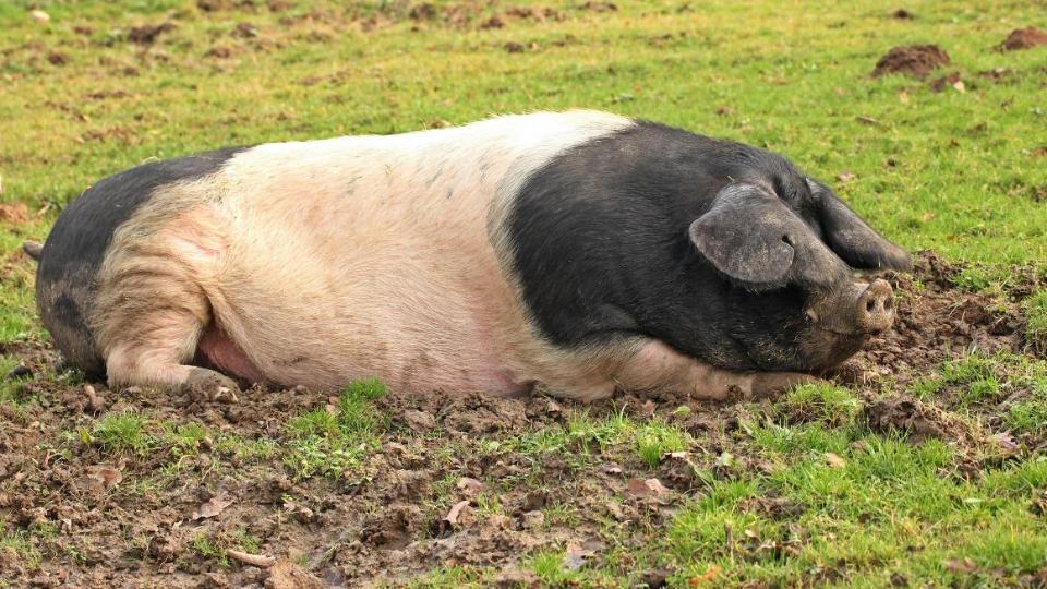 Sattelschweine suhlt sich 