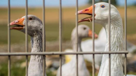 Gänse auf der Weide