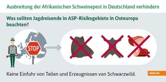 Infografik zur Afrikanischen Schweinepest