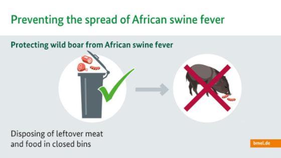 Infografik auf Englisch zur Afrikanischen Schweinepest