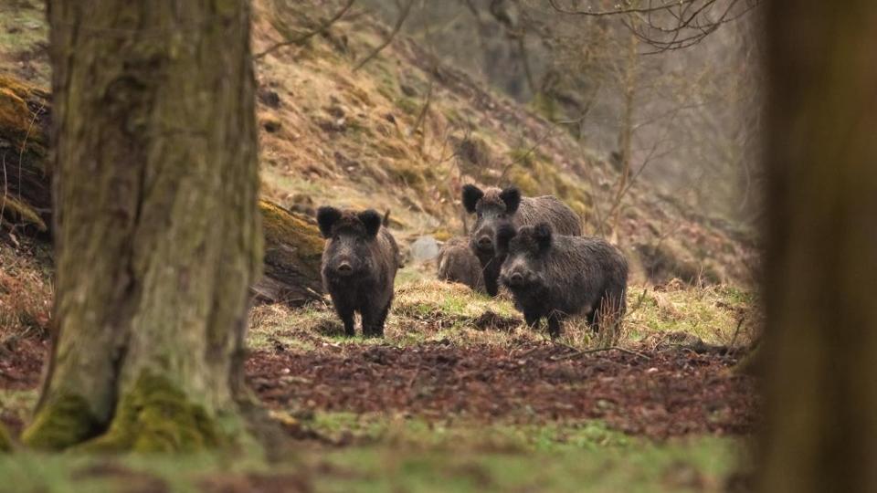 Wildschweine auf einer Lichtung 