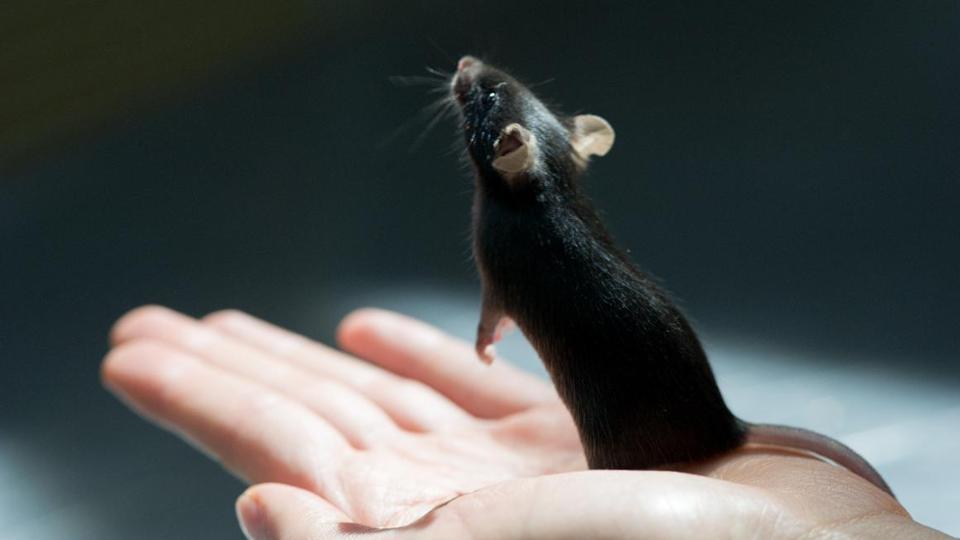 Eine Maus sitzt auf einer Hand