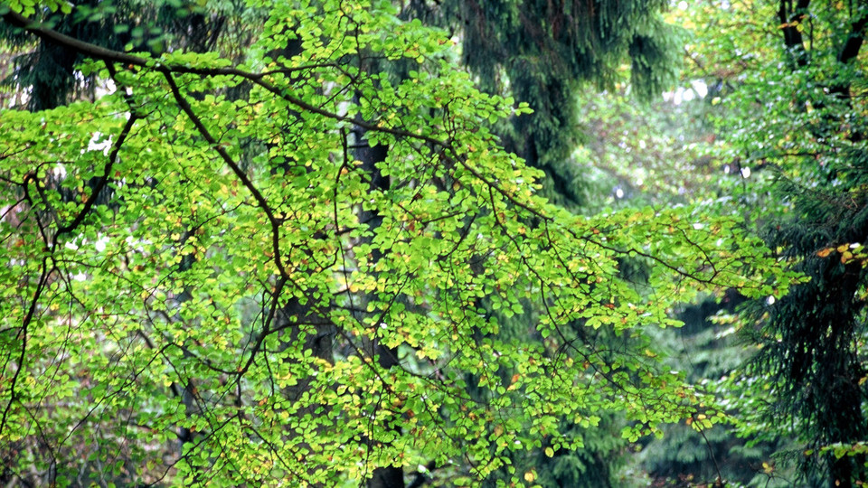 Mischwald, im Vordergrund Ast eines Laubbaumes