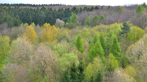 Mischwald im Frühling von oben