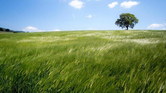 Getreidfeld mit Baum vor Himmel