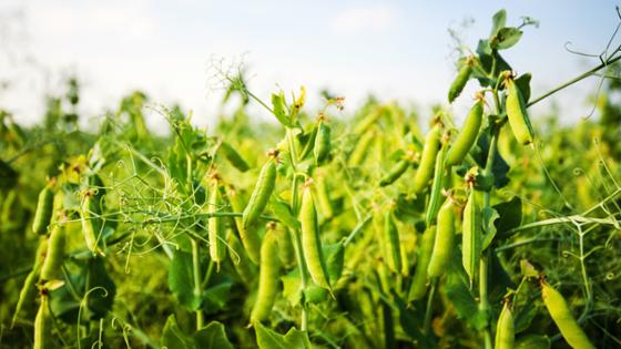 A pea field