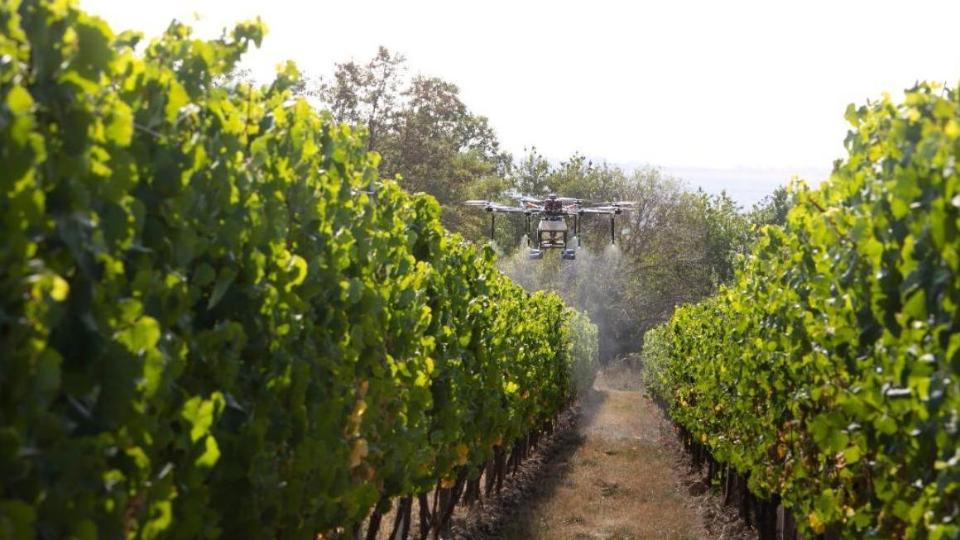 A so called multicopter flies over a vineyard.