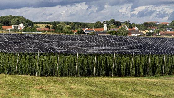Agri-PV-Anlage: Solaranlagen über einem Hopfen-Feld, im Hintergrund ein Dorf.