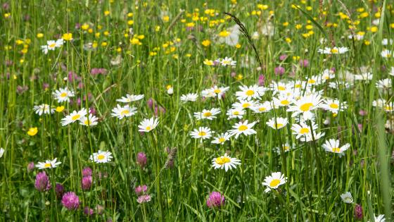 Eine bunte Blumenwiese