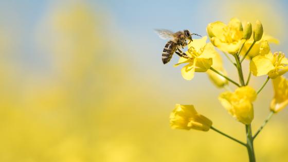 Eine Biene auf einer Rapsblüte