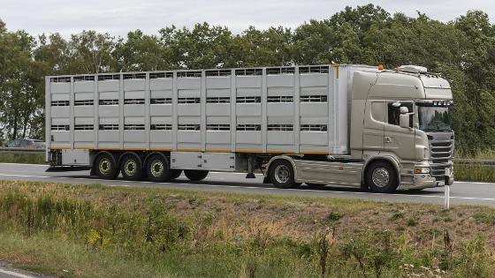 Ein Tiertransporter auf der Straße