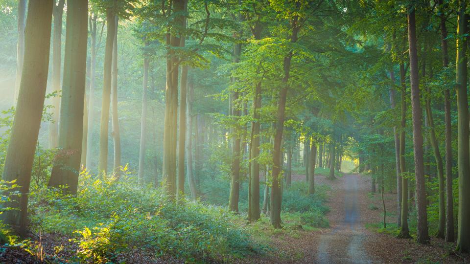 Blick in einen Laubwald