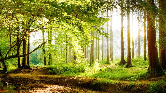 Blick in einen Mischwald