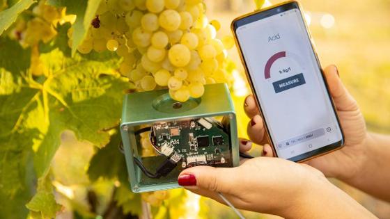 Sensoren messen den Säuregehalt von Weintrauben.