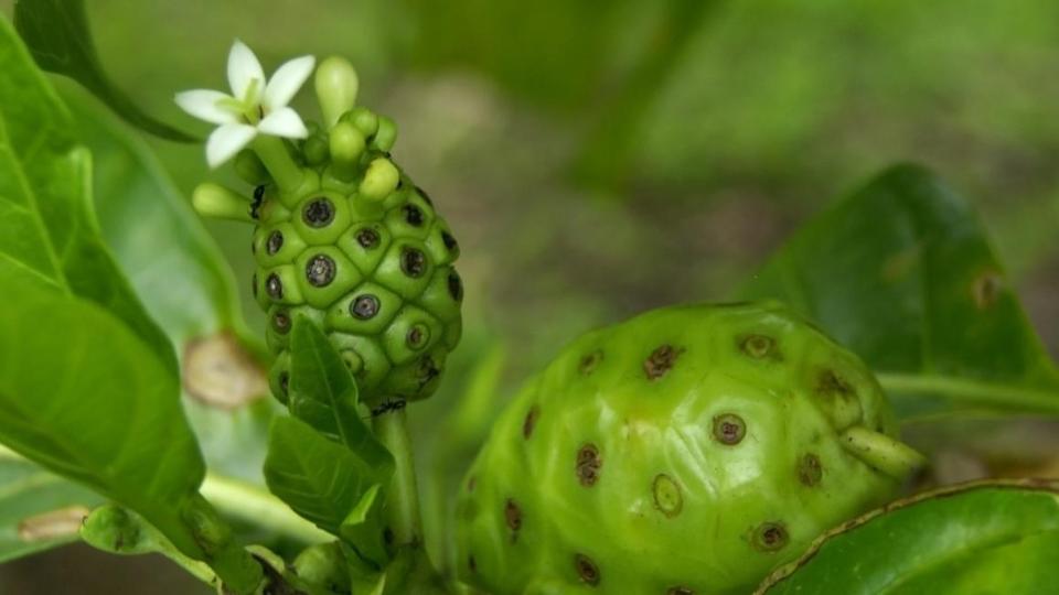 Noni-Früchte