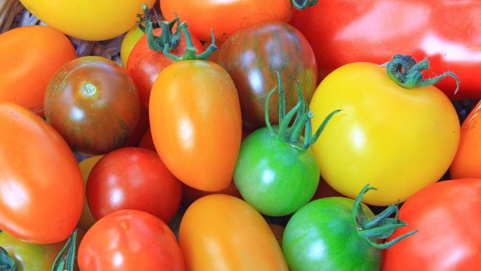 Tomaten in verschiedenen Formen und Farben