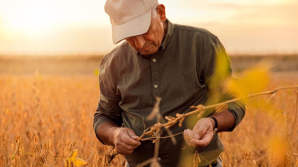 Landwirt prüft Sojabestand