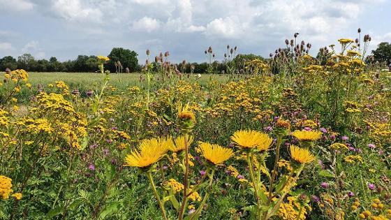 Blumen vor einem Feld - Blühstreifen