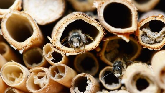 Bienen in Nistplätzen aus Röhren
