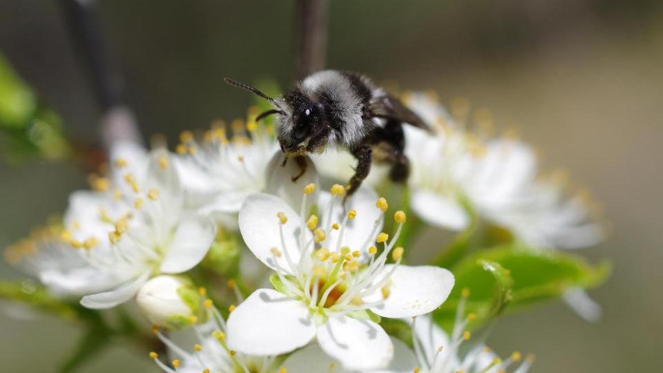 Grauschwarze Düstersandbiene auf weißen Blüten