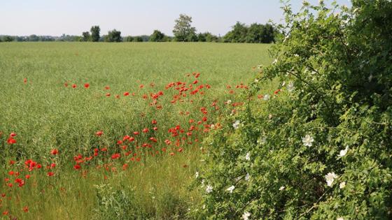 Insektenfreundliche Agrarlandschaft mit Blumen am Ackerrand