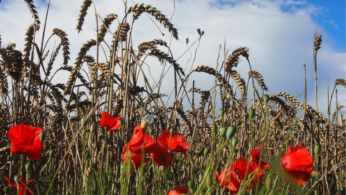 Getreidefeld mit Blumen Getreidefeld mit Blumen