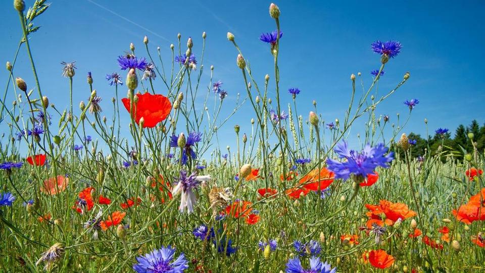 Poppies and cornflowers along the field edge