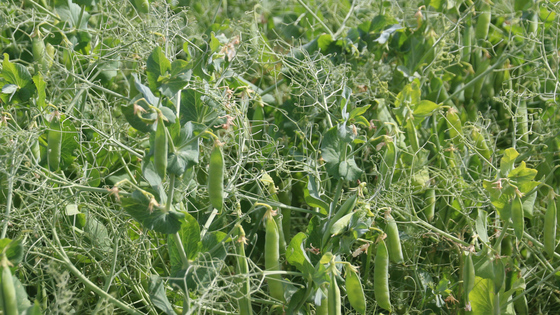 Großaufnahme von Körnererbsenschoten auf einem Feld