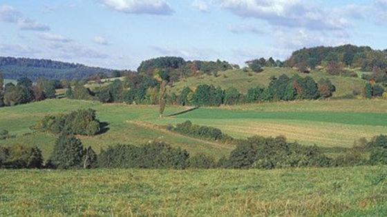 Strukturreiches Grünland mit Hecken im Mittelgebirge Strukturreiches Grünland mit Hecken im Mittelgebirge
